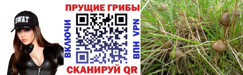 Псилоцибиновые грибы мухоморы Козьмодемьянск